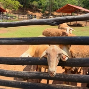 Excursão  Miguel Pereira + Rancho dos Quindins – Paty de Alferes