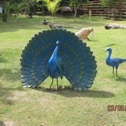 Excursão Parque Terra Santa - RJ