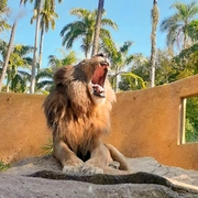 Excursão BioParque (zoológico) + AquaRio + Tuor Zona Portuária RJ