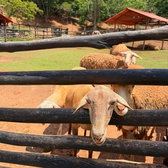 Excursão  Miguel Pereira + Rancho dos Quindins – Paty de Alferes