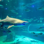 Excursão BioParque (zoológico) + AquaRio + Tuor Zona Portuária RJ